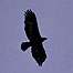 Golden Eagle c/o RSPB and Chris Gomersall