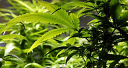 Marijuana