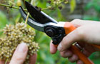 Secateurs