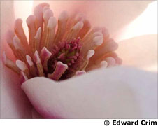 Forest Park by Edward Crim