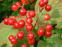 Viburnum opulus