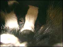 Badger