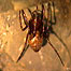 British Cave Spider