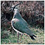 Lapwing c/o David Ireland