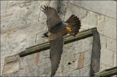 Peregrine Falcon flying in Worcester