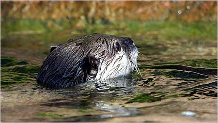 Otter