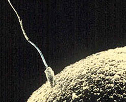 Image of sperm fertilising an egg
