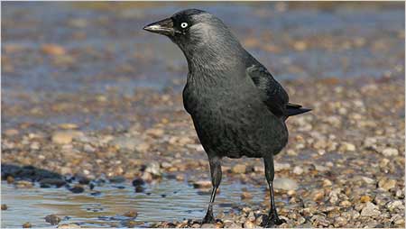 Jackdaw c/o Margaret Holland