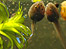Tadpoles