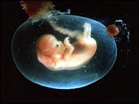 انسانی جنین