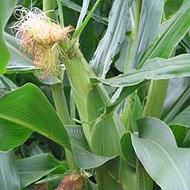 Zea mays