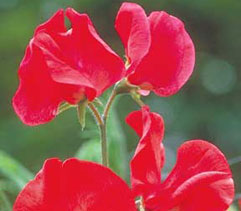 Sweetpea
