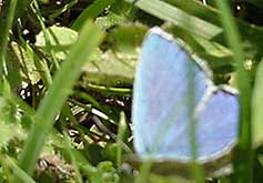 Adonis Blue
