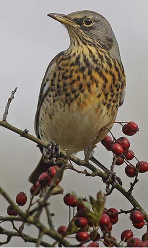 fieldfare_valley_walker.jpg