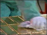 黄金条