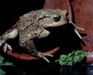 Common Toad from the Nature Picture library