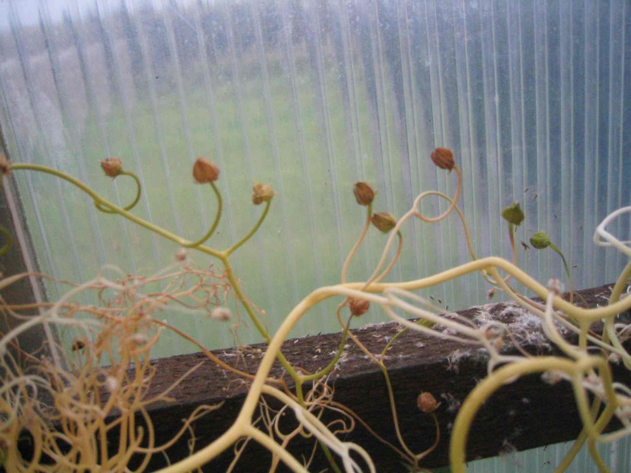 Mystery plant flowers