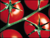 Tomatoes