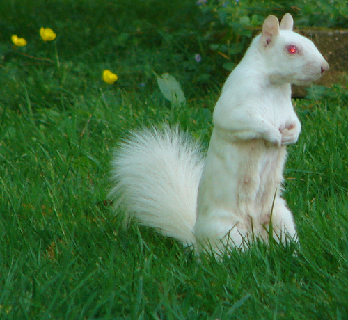white squirrel