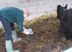 Dylan Winter scooping up cow dung