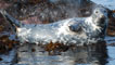 Basking seal. Image courtesy of John Shearer.