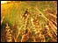 Gallery page - Wheatfield
