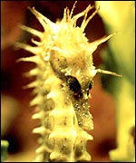 Spiny Seahorse