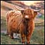 Highland cattle