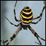 aranha