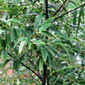 Phyllostachys nigra, Black bamboo
