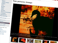Your pictures on the theme of orange