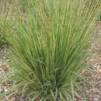 Molinia