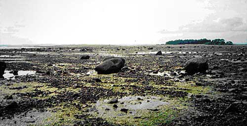 Strangford Lough - full of Tidal Treasures - Photo by Stan Howes