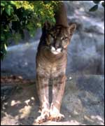 A puma.