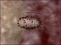 Vius under microscope