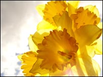 Daffodil. Photo: Michael Connor