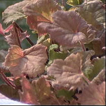 Tellima grandiflora