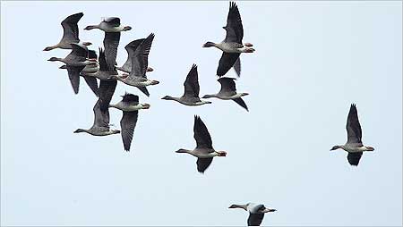 Pink footed Geese c/o Jaybee and North East Wildlife