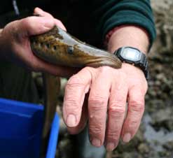 Lamprey-on-hand-web.jpg