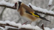 Goldfinch in the snow