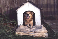 kennel