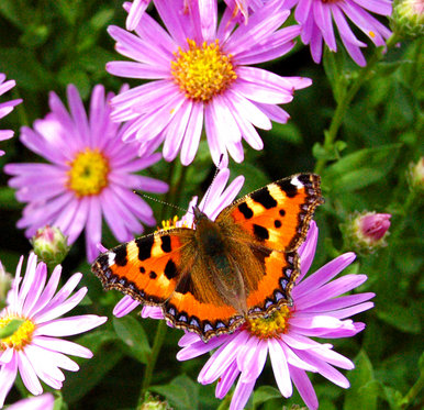 Flower and butterfly