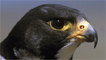 Male peregrine falcon by Ray Kennedy