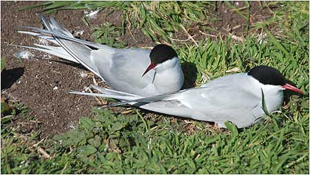 Pair of Terns c/o Mark Batey