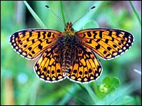 Pearl Bordered Fritillary butterfly