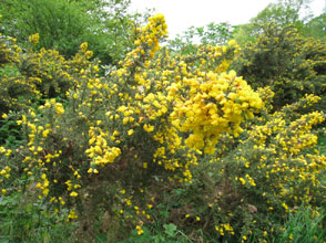 Gorse