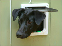 Labrador