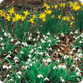 Spring bulbs