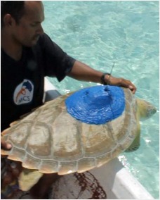 Turtle being release with satellite tracker attached 