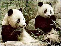 Ursos panda